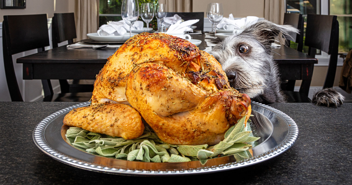 ARE YOU READY “FUR” FALL? Harlingen Veterinary Clinic