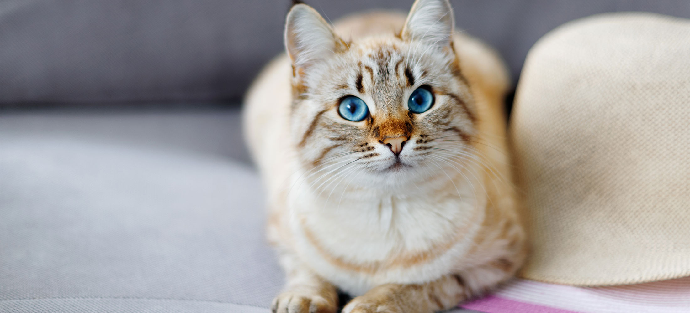 Cat & Dog Surgery in Belle Mead, NJ Harlingen Veterinary Clinic