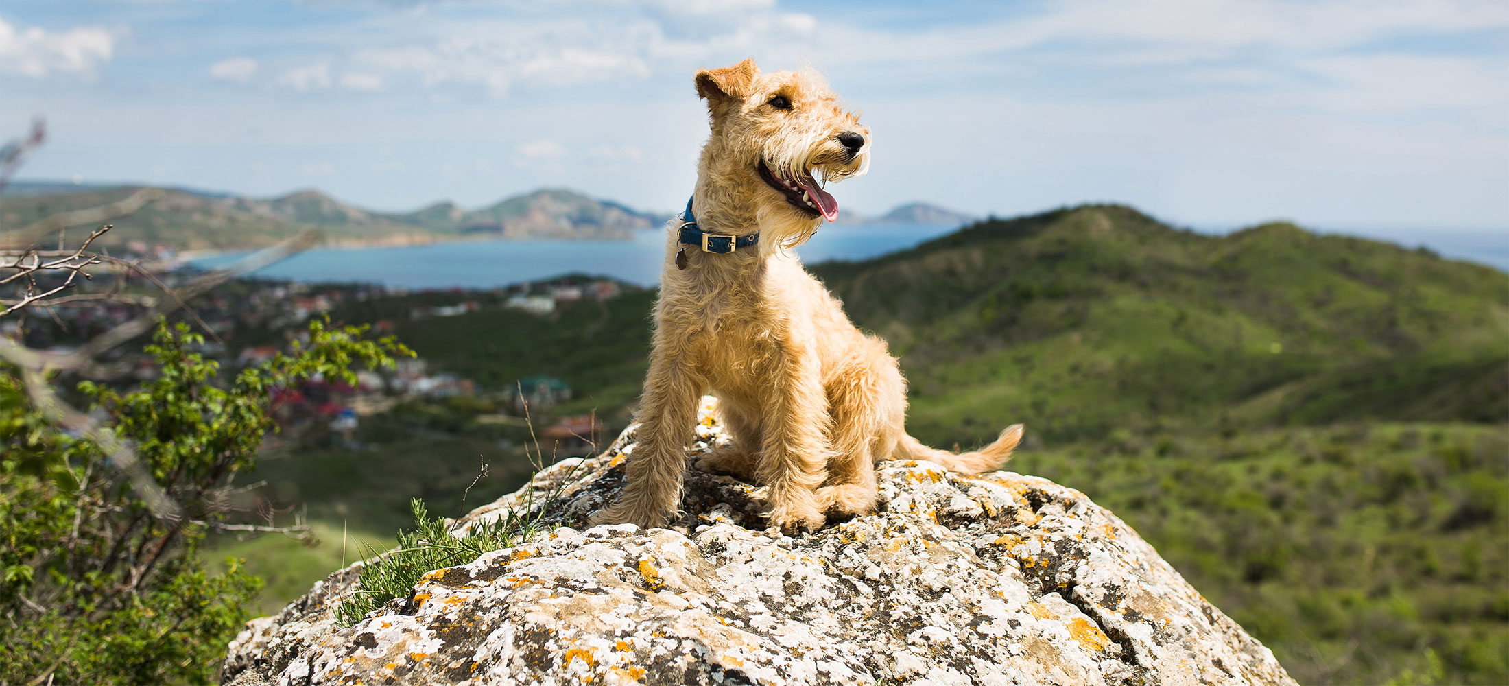 About Us Harlingen Veterinary Clinic in Belle Mead, NJ