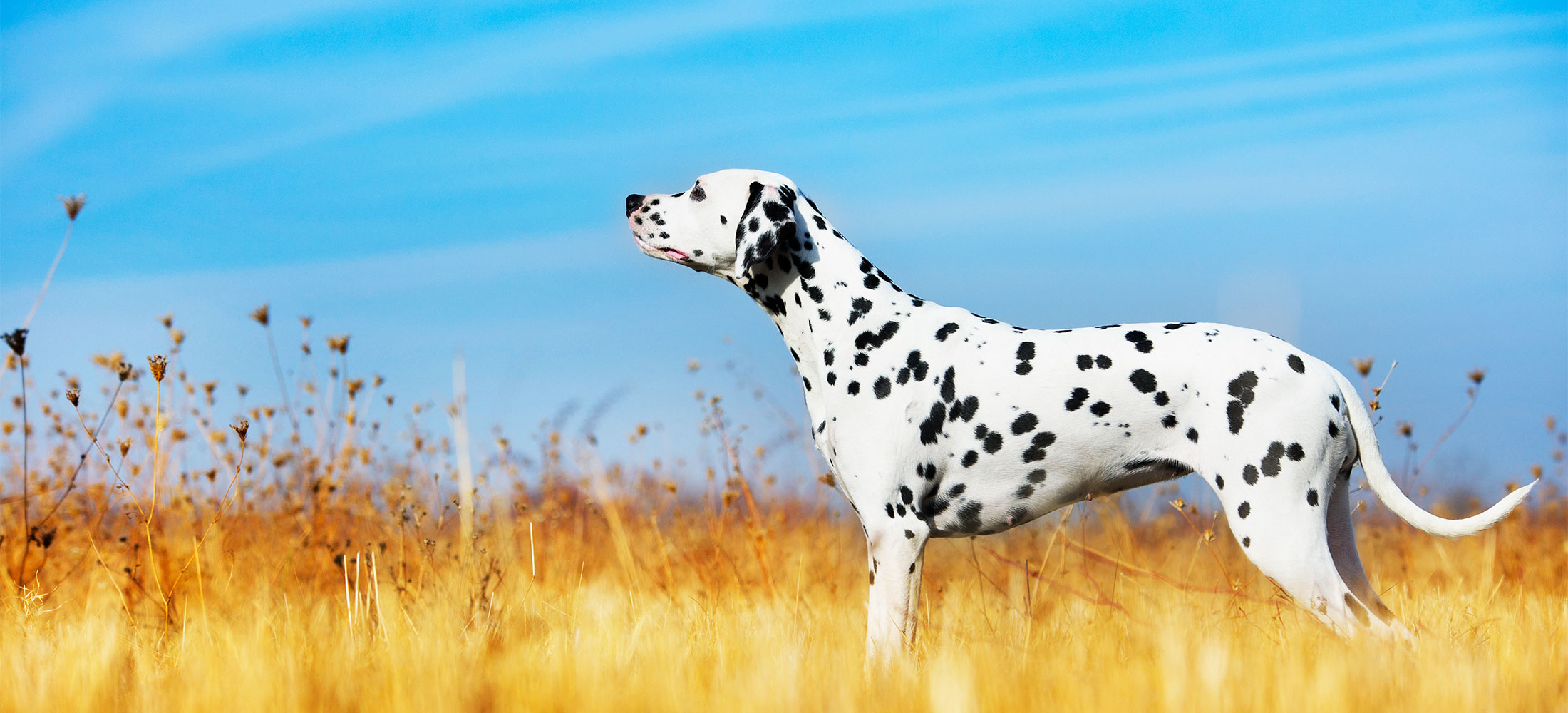 Microchipping Your Pet Harlingen Veterinary Clinic
