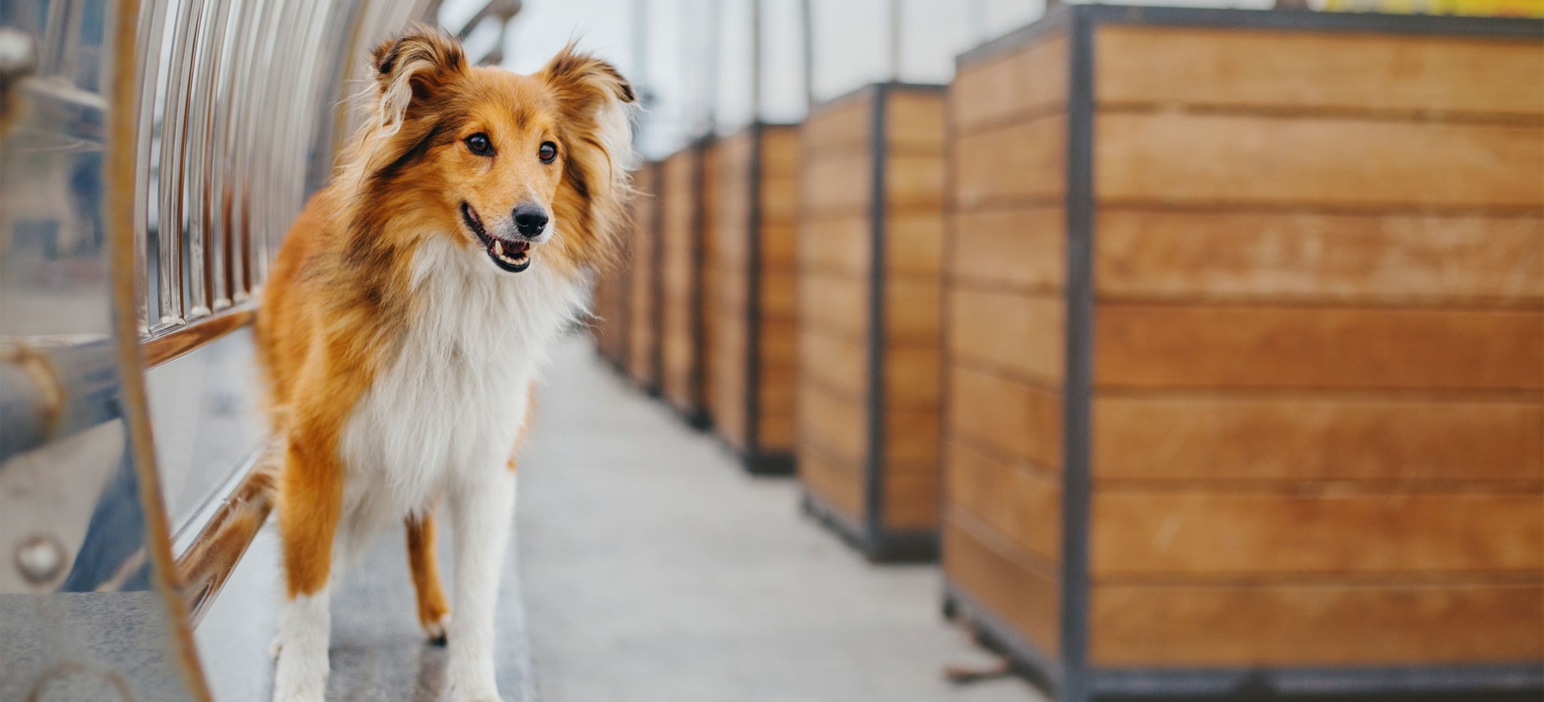 Forms Harlingen Veterinary Clinic