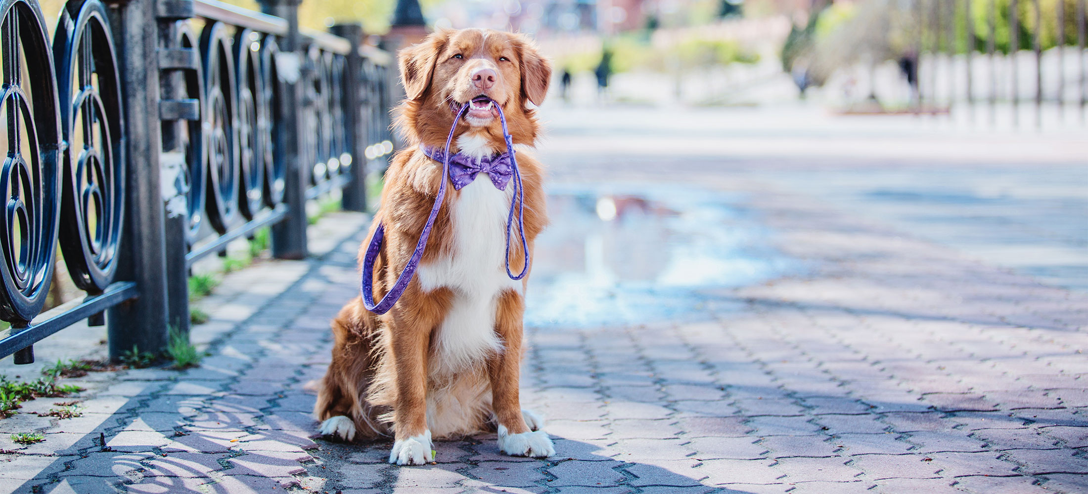 Meet Our Veterinarians Harlingen Veterinary Clinic