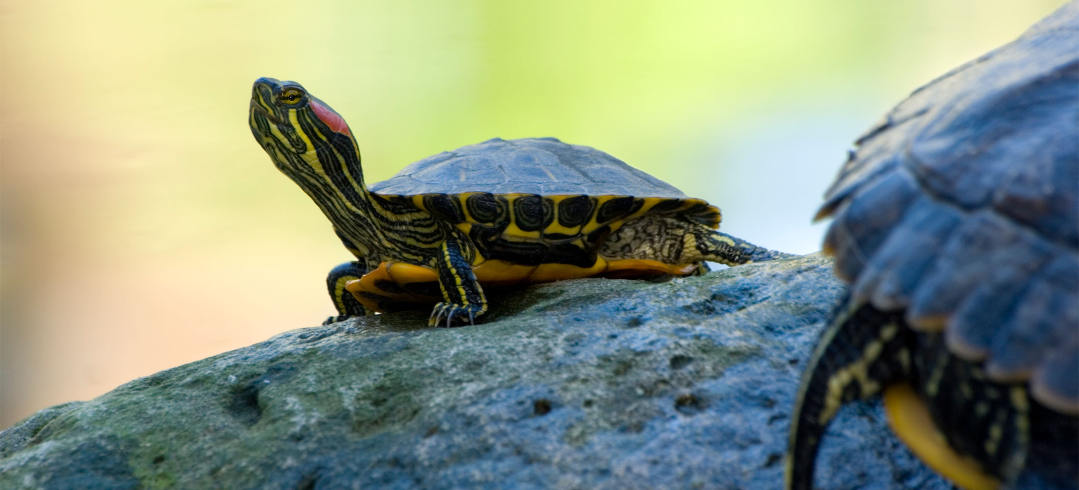 Exotic Pet Care in Belle Mead, NJ Harlingen Veterinary Clinic