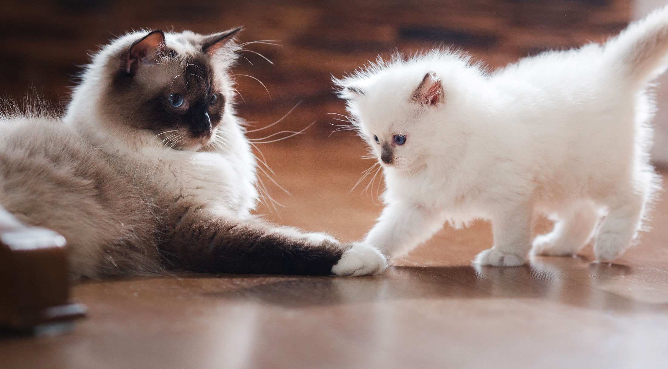 New Client Info Harlingen Veterinary Clinic