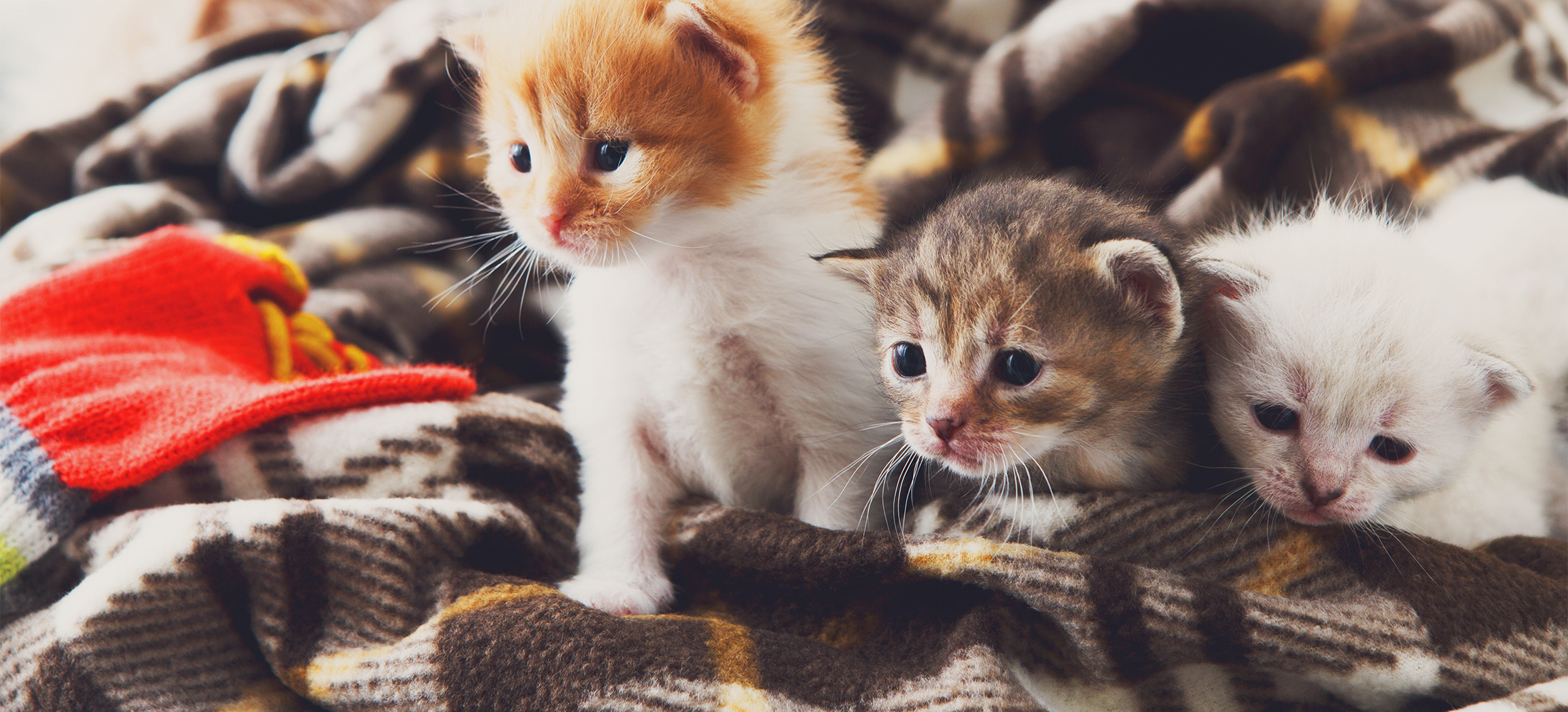 Kitten Wellness Exams in Belle Mead, NJ Harlingen Veterinary Clinic