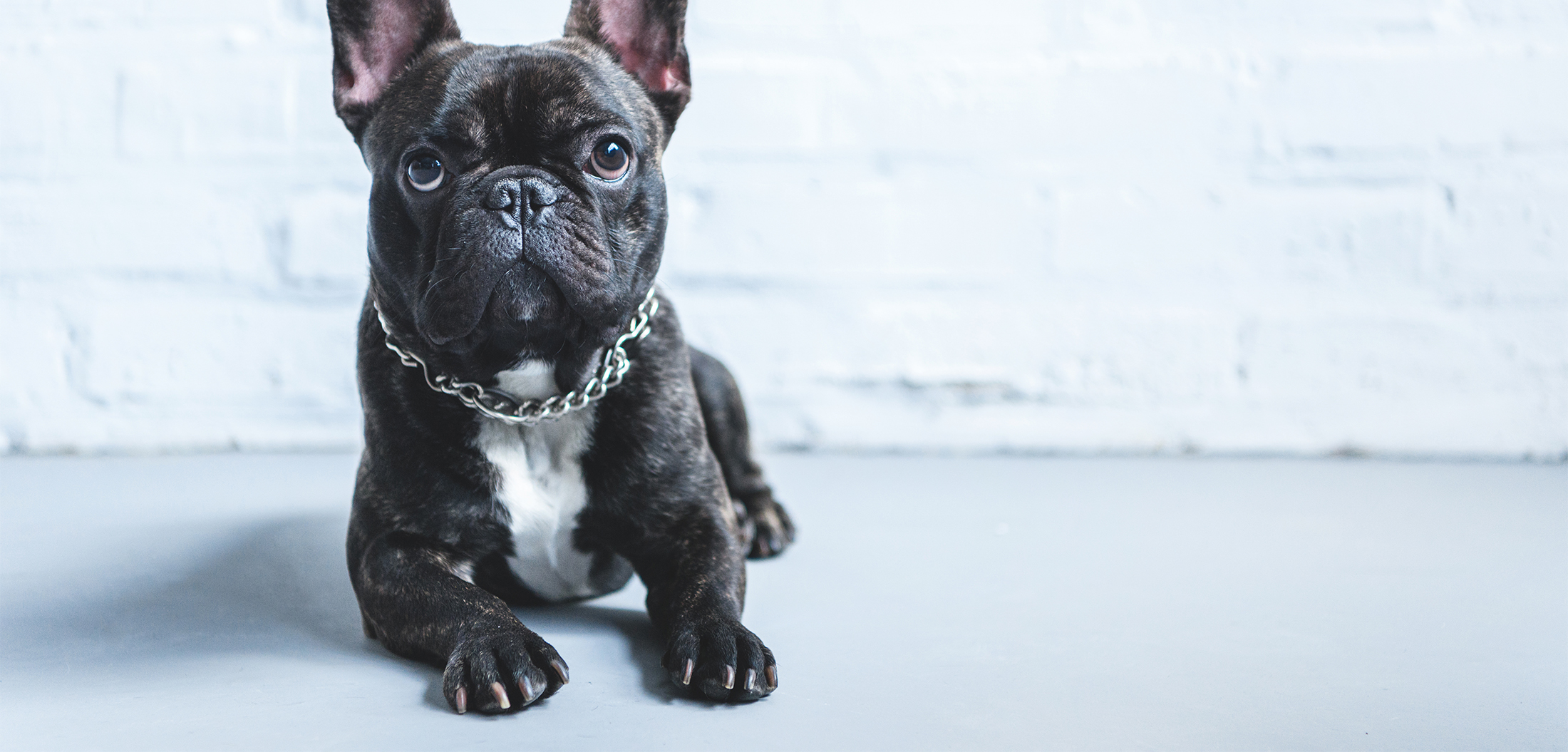 Senior Dog Care in Belle Mead, NJ Harlingen Veterinary Clinic