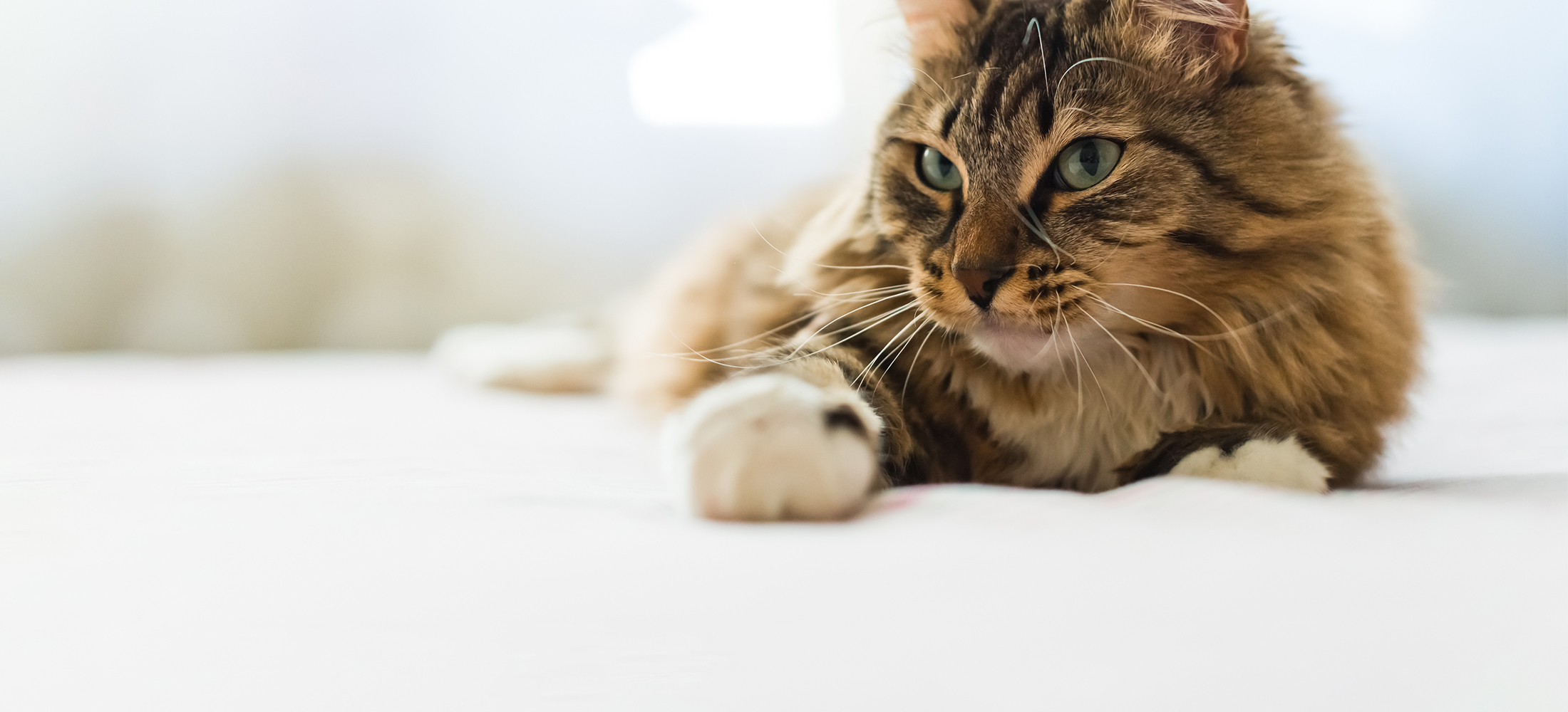 Cat Wellness Exams in Belle Mead, NJ Harlingen Veterinary Clinic