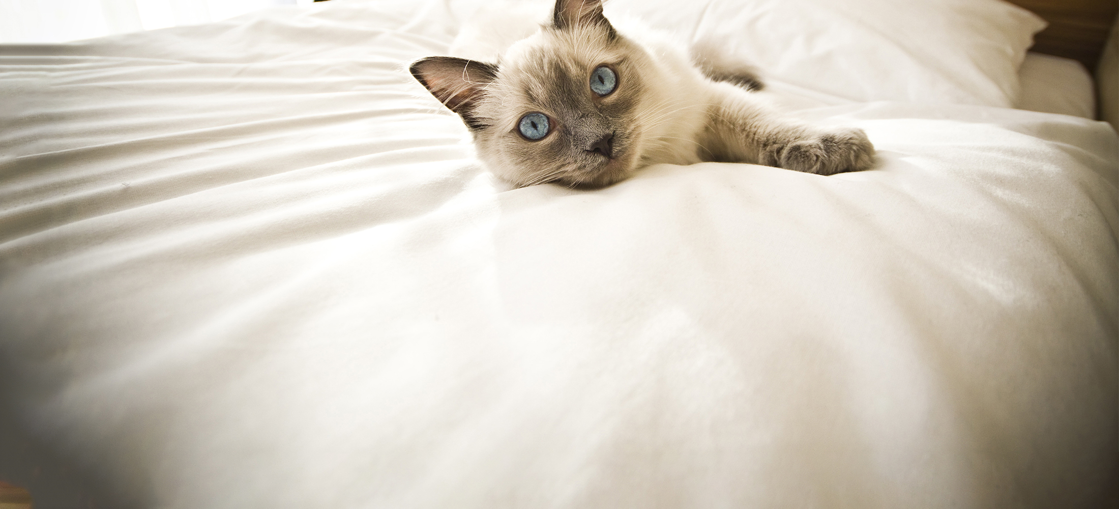 Veterinarian in Belle Mead, NJ Harlingen Veterinary Clinic