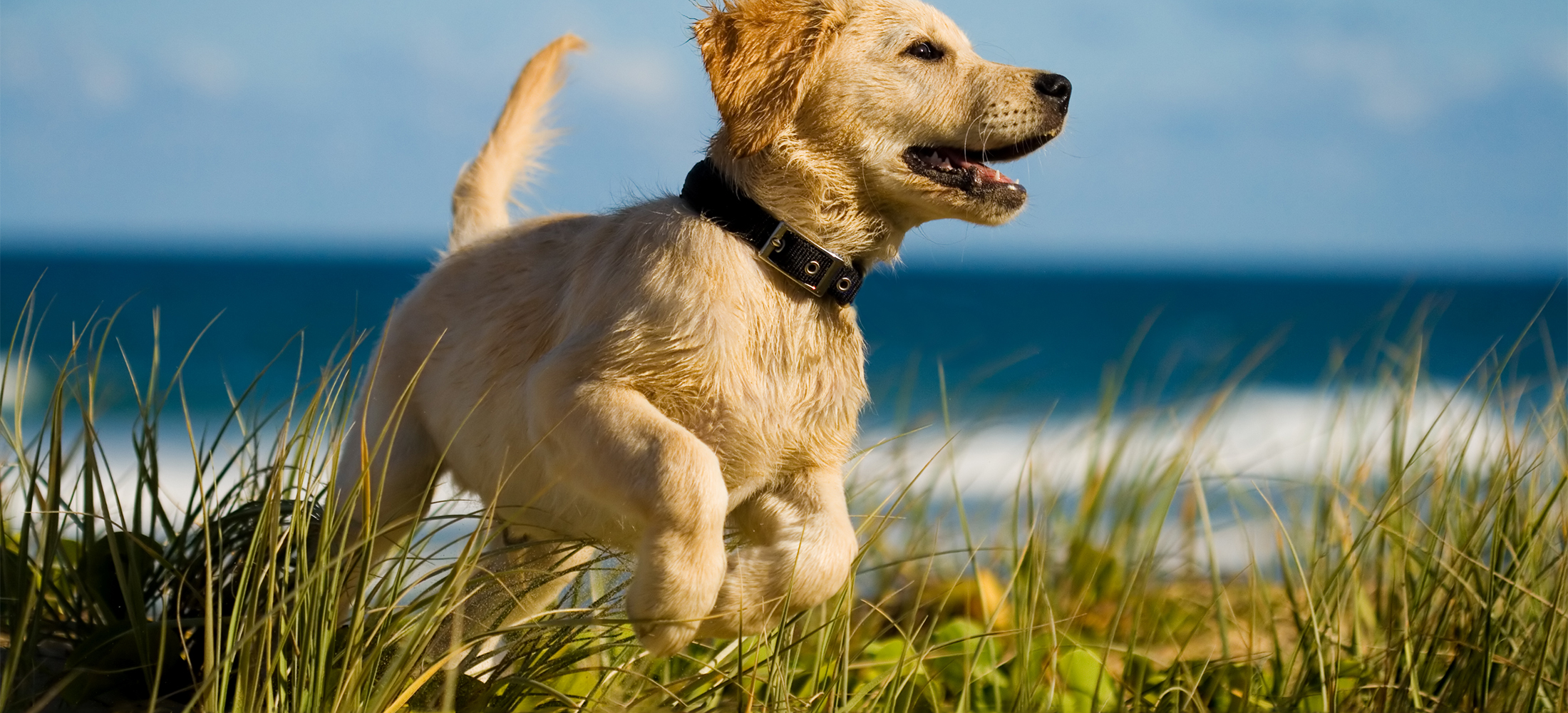 Puppy Wellness Exams in Belle Mead, NJ Harlingen Veterinary Clinic