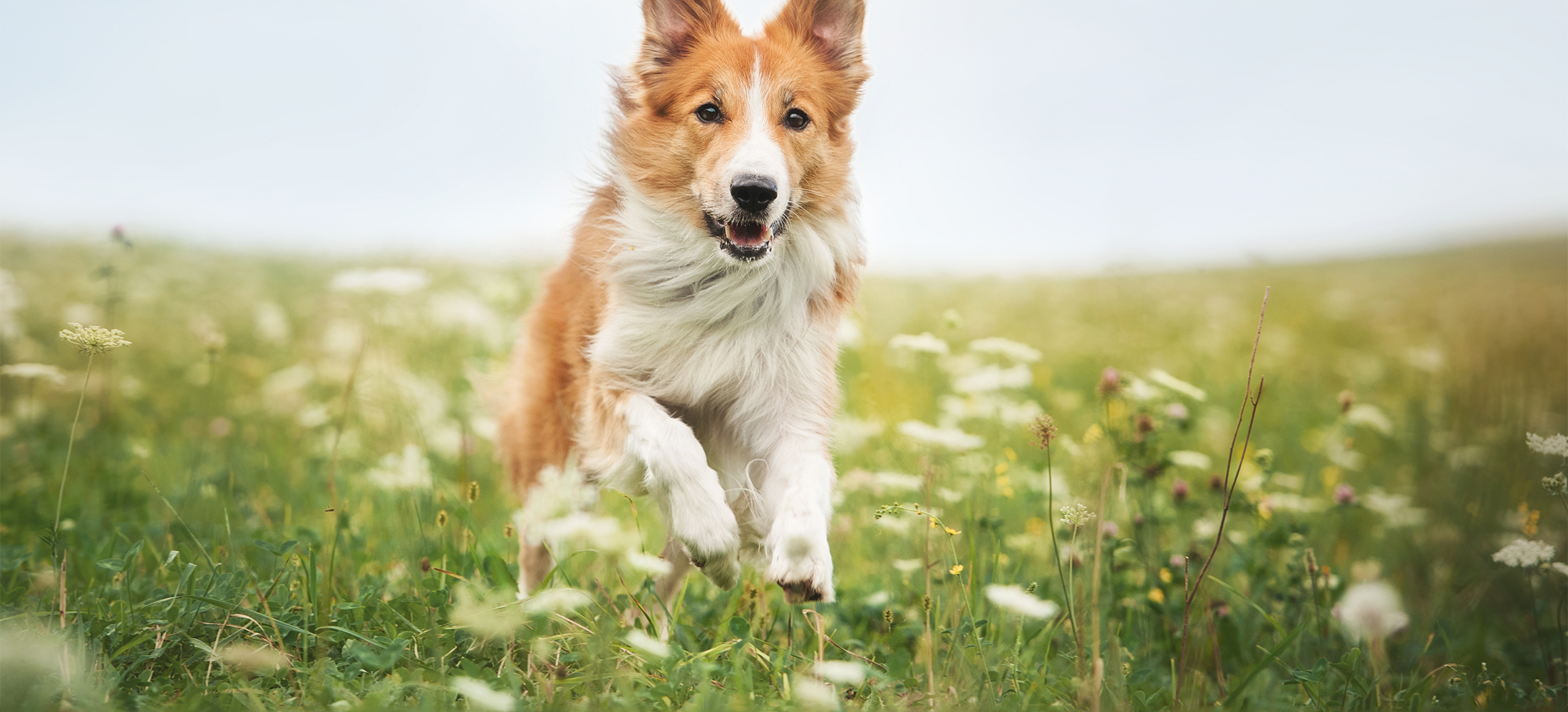 Dog Wellness Exams in Belle Mead, NJ Harlingen Veterinary Clinic