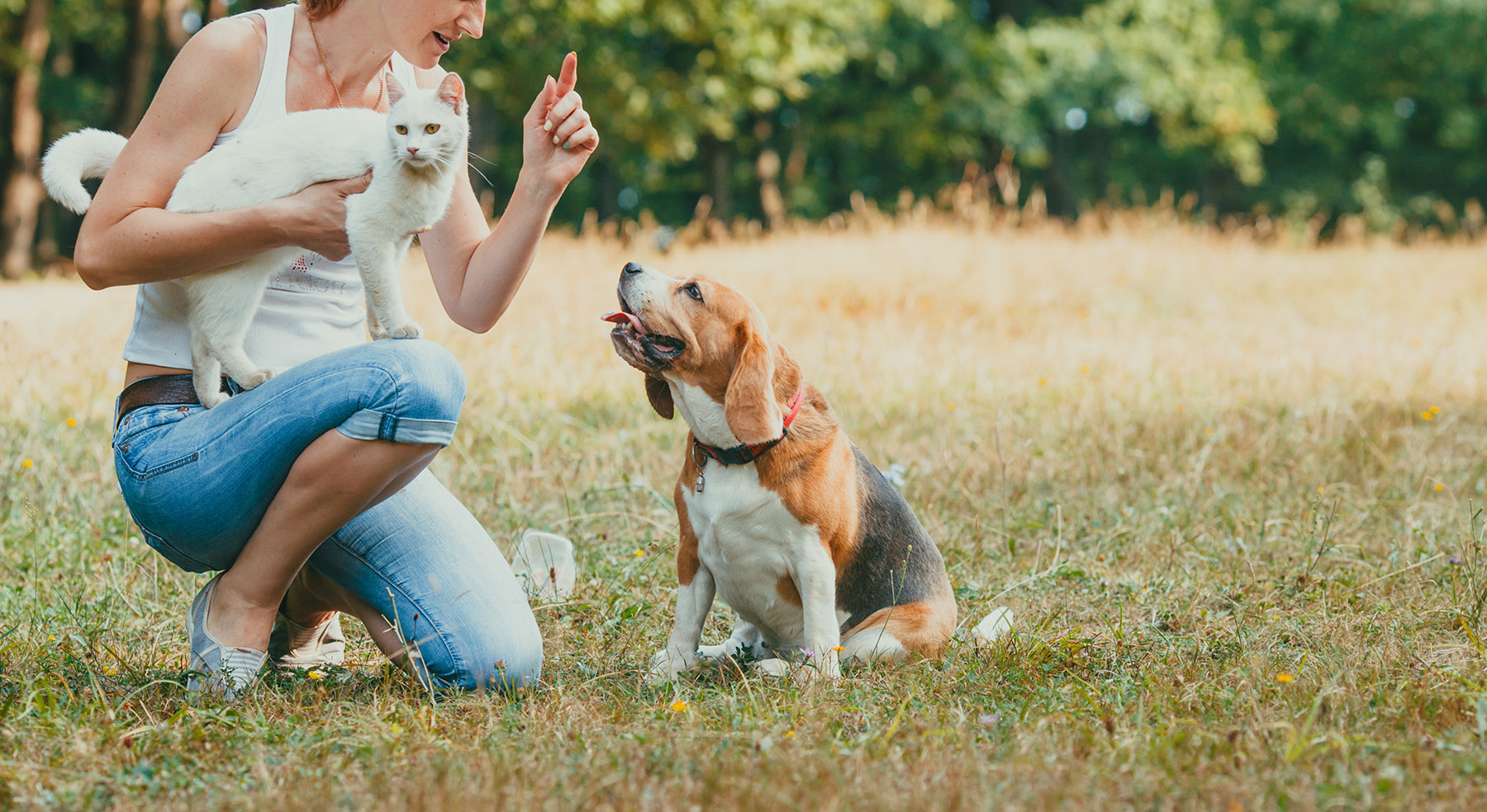 Helpful Links Harlingen Veterinary Clinic