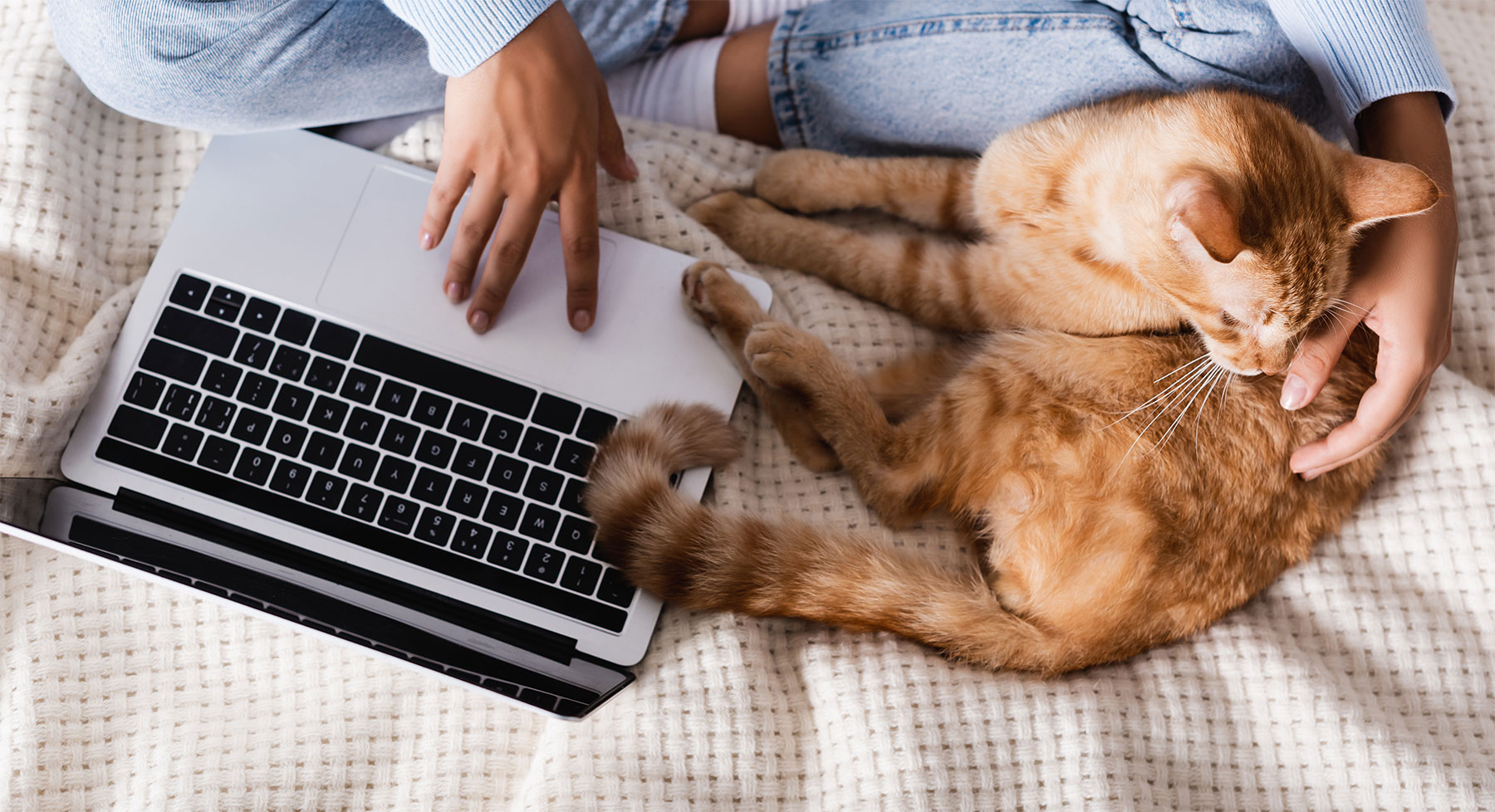 Pet Insurance Harlingen Veterinary Clinic