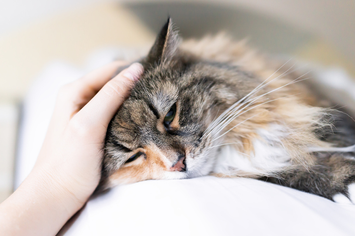 Signs and Symptoms that your Cat is Sick in Belle Mead, NJ