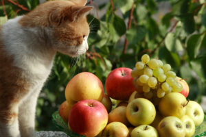 cats eat grapes in belle mead, nj