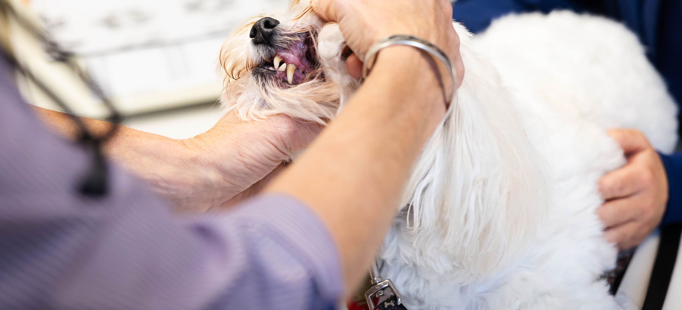 Cat and Dog Teeth Cleaning in Belle Mead, NJ Harlingen Veterinary Clinic