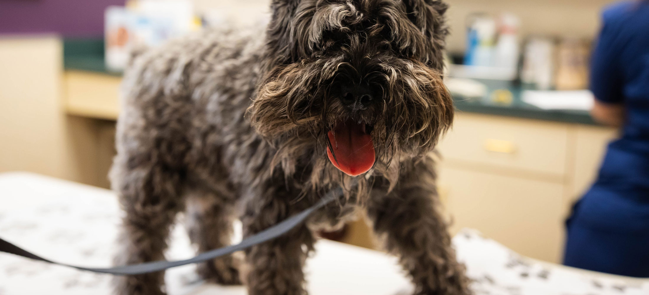 Parasite Prevention in Belle Mead, NJ Harlingen Veterinary Clinic