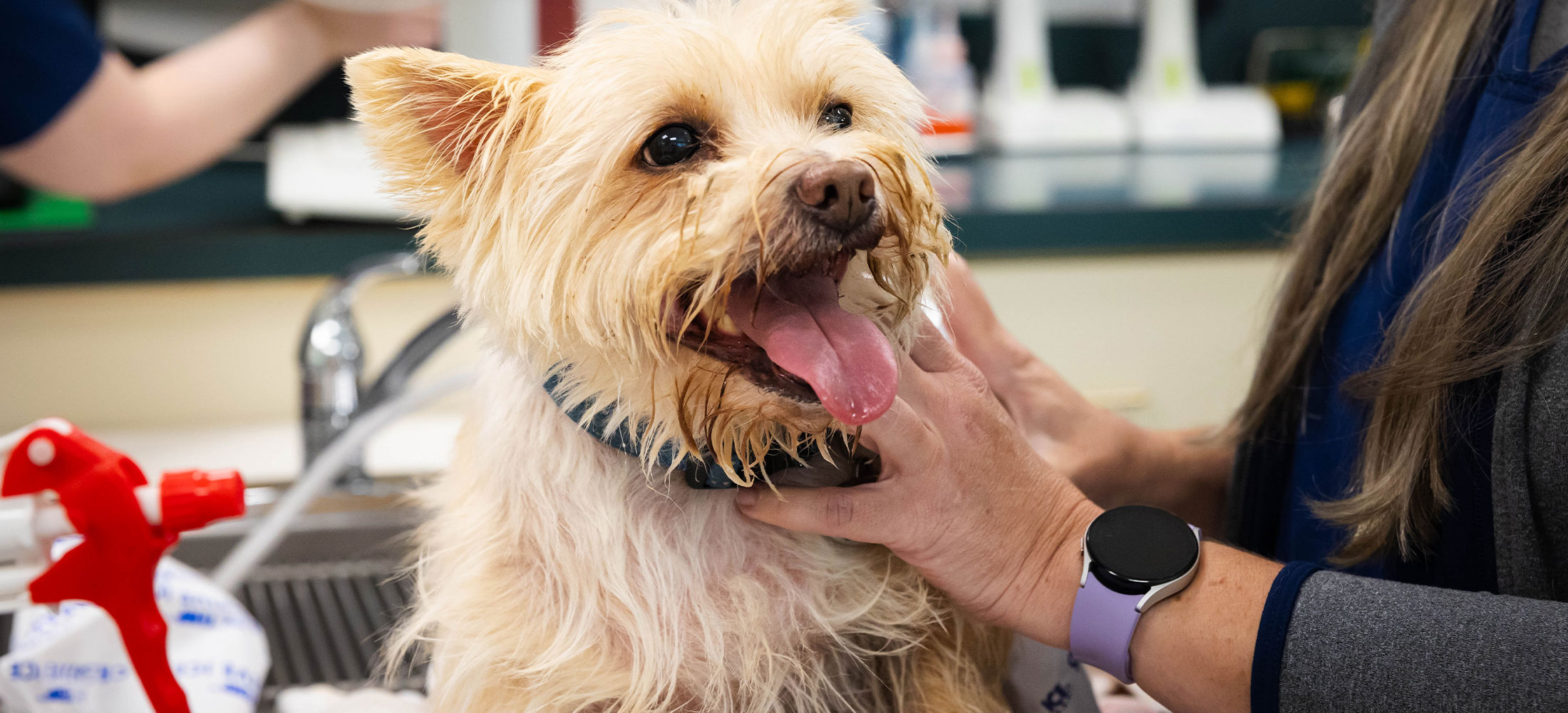 New Clients and Pets of Harlingen Veterinary Clinic
