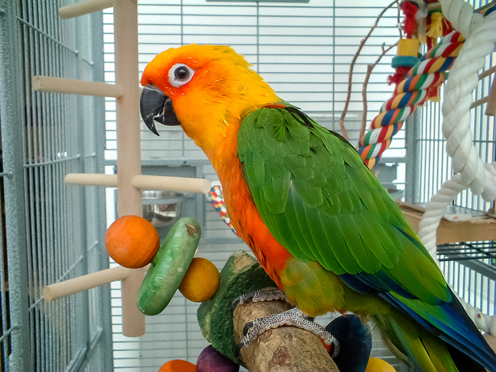 caring for exotic pets in belle mead nj
