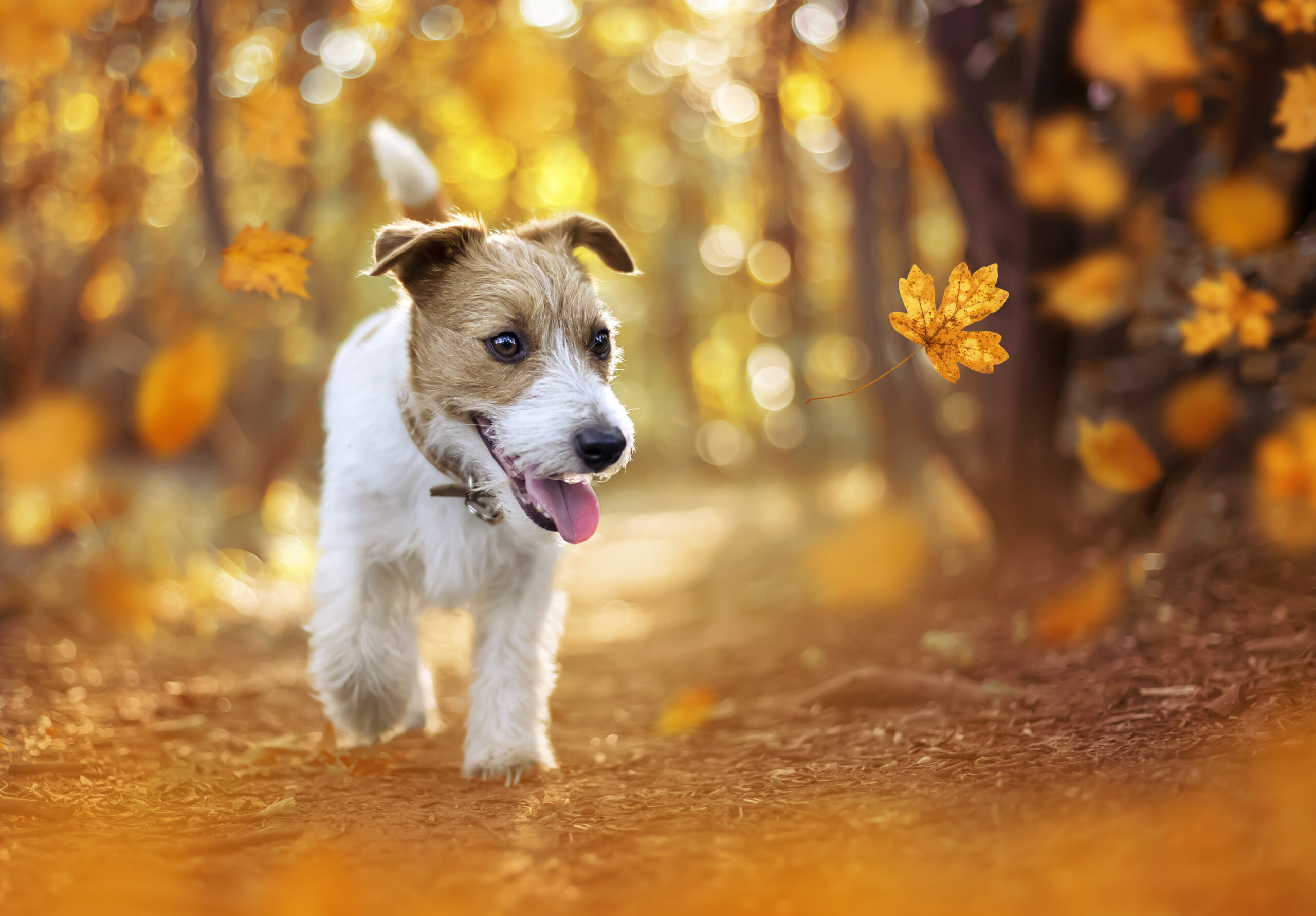Fall Activities for You and Your Pet in Belle Mead, NJ Harlingen