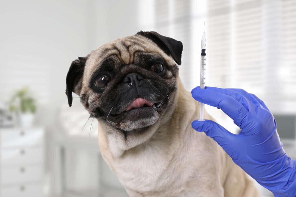dog with vaccine
