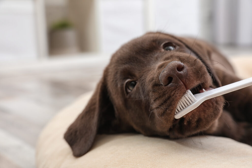 do puppies need a dentist