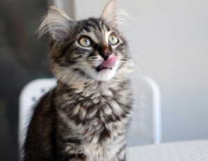 striped cat licking lips