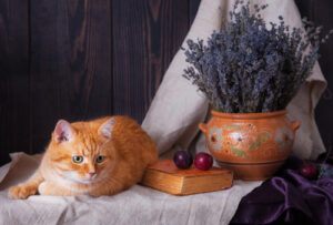 cat-laying-on-a-table-next-to-bouquet-of-lavender