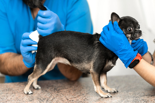 vets-clean-the-anal-glands-of-dog-in-a-veterinary-clinic