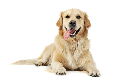 golden-retriever-laying-down-and-panting