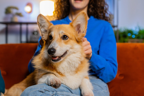 corgi-dog-sitting-on-female-owner's-lap-on-couch