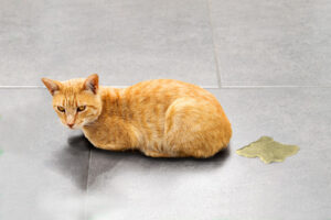 orange-cat-laying-near-wet-spot-on-floor