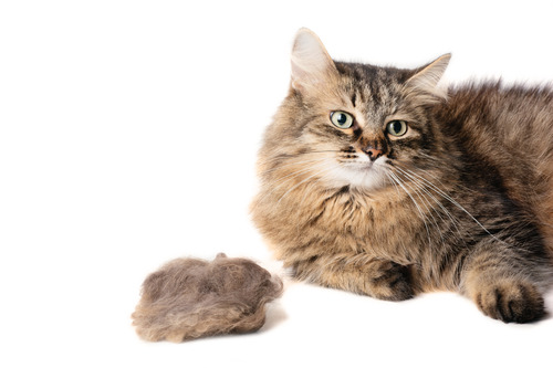 cat-sitting-next-to-hairball-on-a-white-background