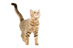 cat-standing-with-tail-up-in-the-air