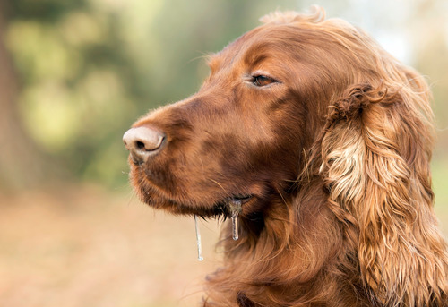 sleepy-dog-drooling