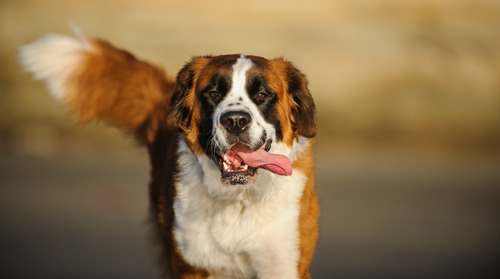 saint-bernard-dog-running-while-his-tongue-is-hanging-out-of-his-mouth