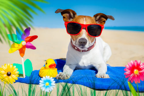 jack-russell-terrier-dog-wearing-red-sunglasses-while-laying-on-beach-towel-sitting-on-a-fake-beach