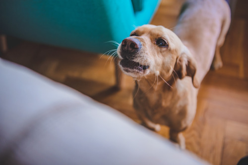 dog-barking-at-home