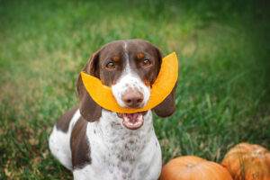 piebald dachshund eating pumpkin