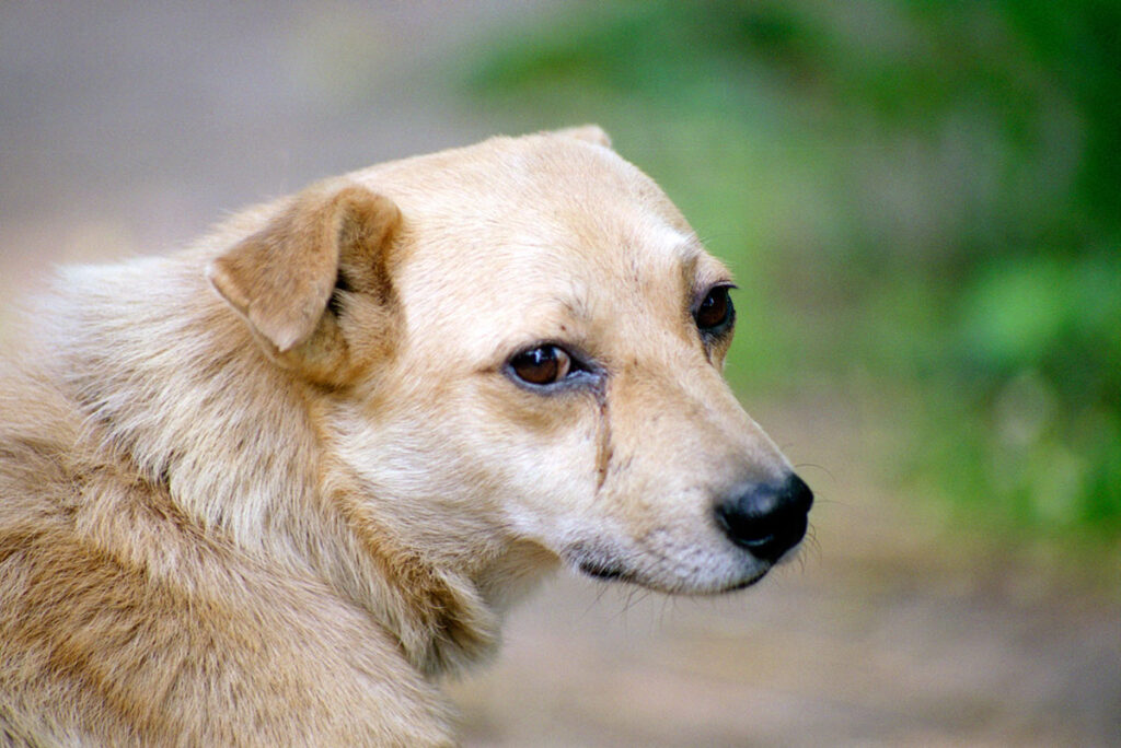 dog with watery eyes