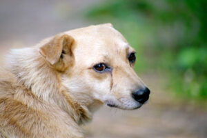 dog with watery eyes