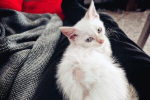 white cat with a patch of hair missing on its back