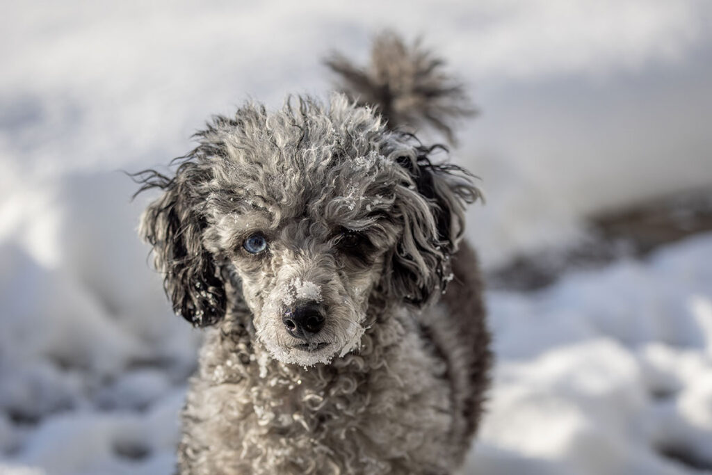 Curly doodle dog with snowy nose standing in fresh white snow
