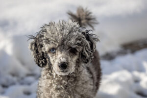 Curly doodle dog with snowy nose standing in fresh white snow