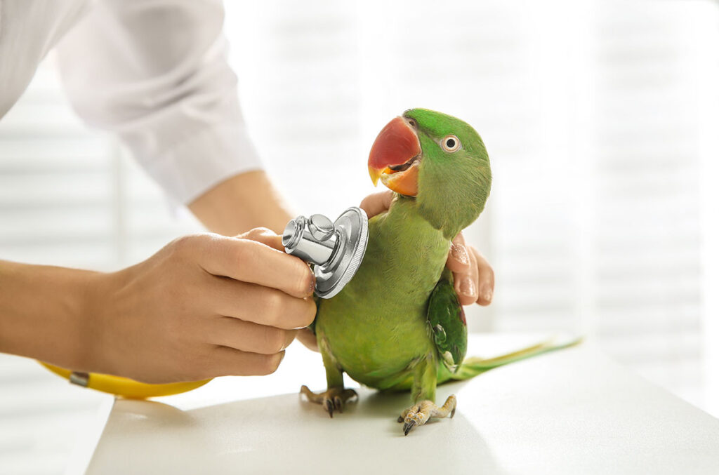 Veterinarian examining parakeet in clinic