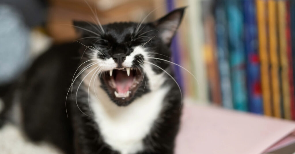 black and white cat sitting near a bookshelf sneezing