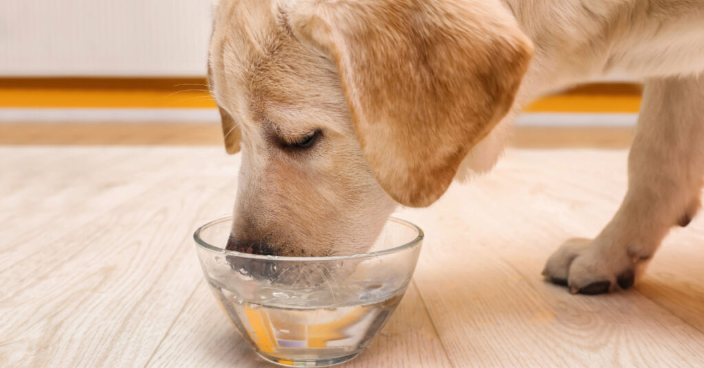 yellow labrador retriever dog drinking a lot of water from a bowl on the floor