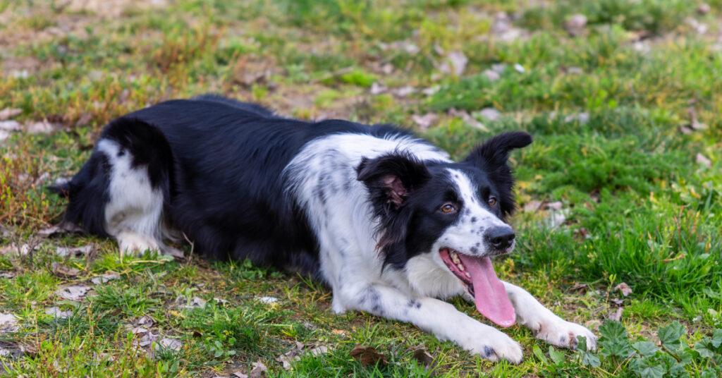 collie dog panting while laying in the grass outside