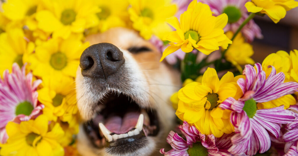 close up of dog surrounded by flowers